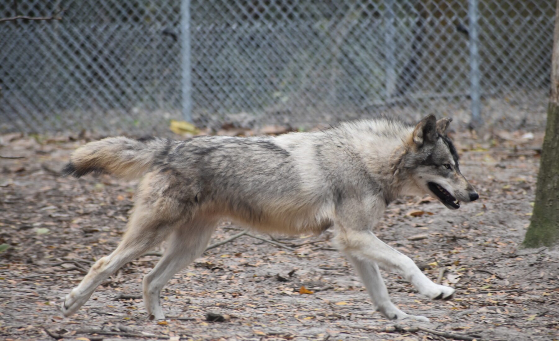 Oatland Island Wildlife Center