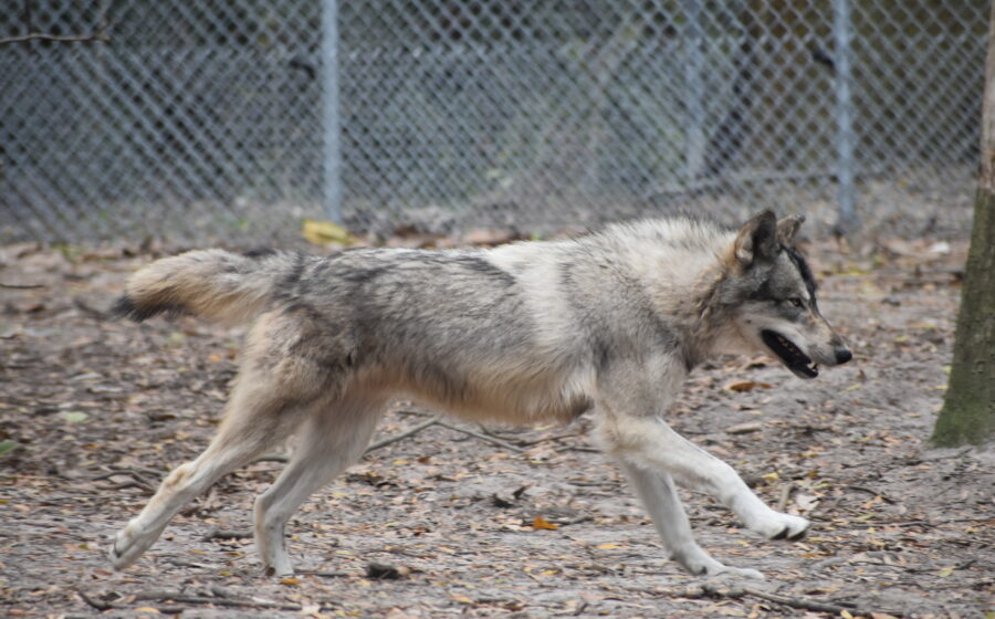 Oatland Island Wildlife Center